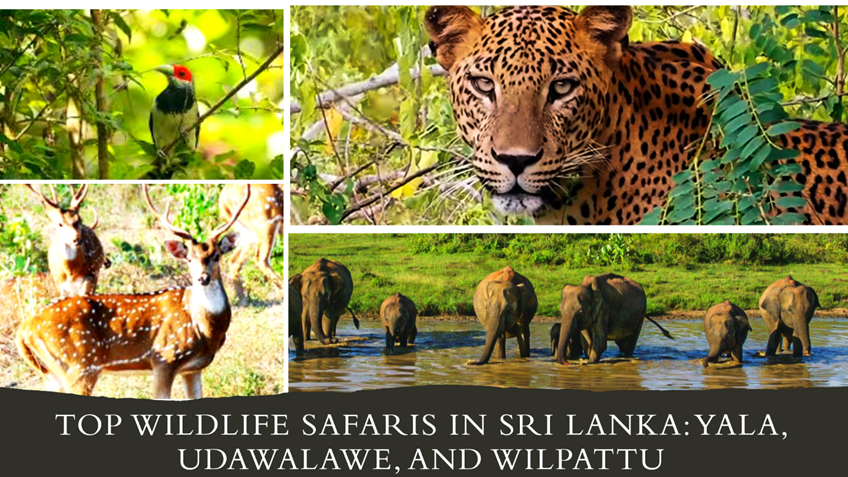 Read more about the article Top Wildlife Safaris in Sri Lanka: Yala, Udawalawe, and Wilpattu