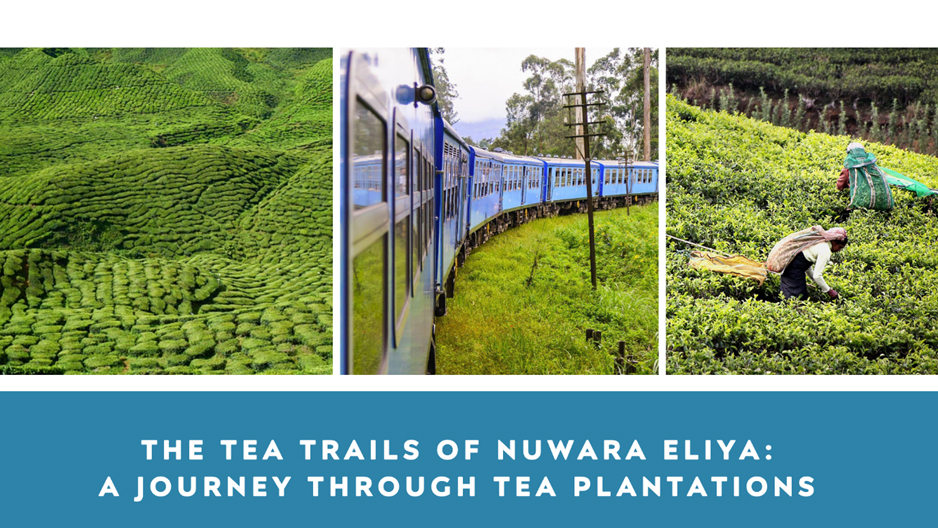 Read more about the article The Tea Trails of Nuwara Eliya: A Journey Through Tea Plantations